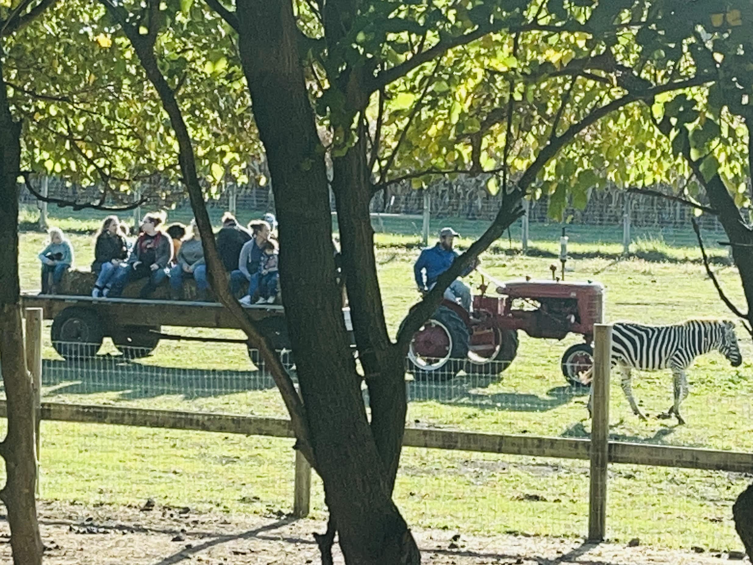 classic tractor
vintage tractor
antique tractor
tractor rides
tractor theme party
tractor party
Tractor train ride
Tractor hay ride
Tractor birthday
ohio