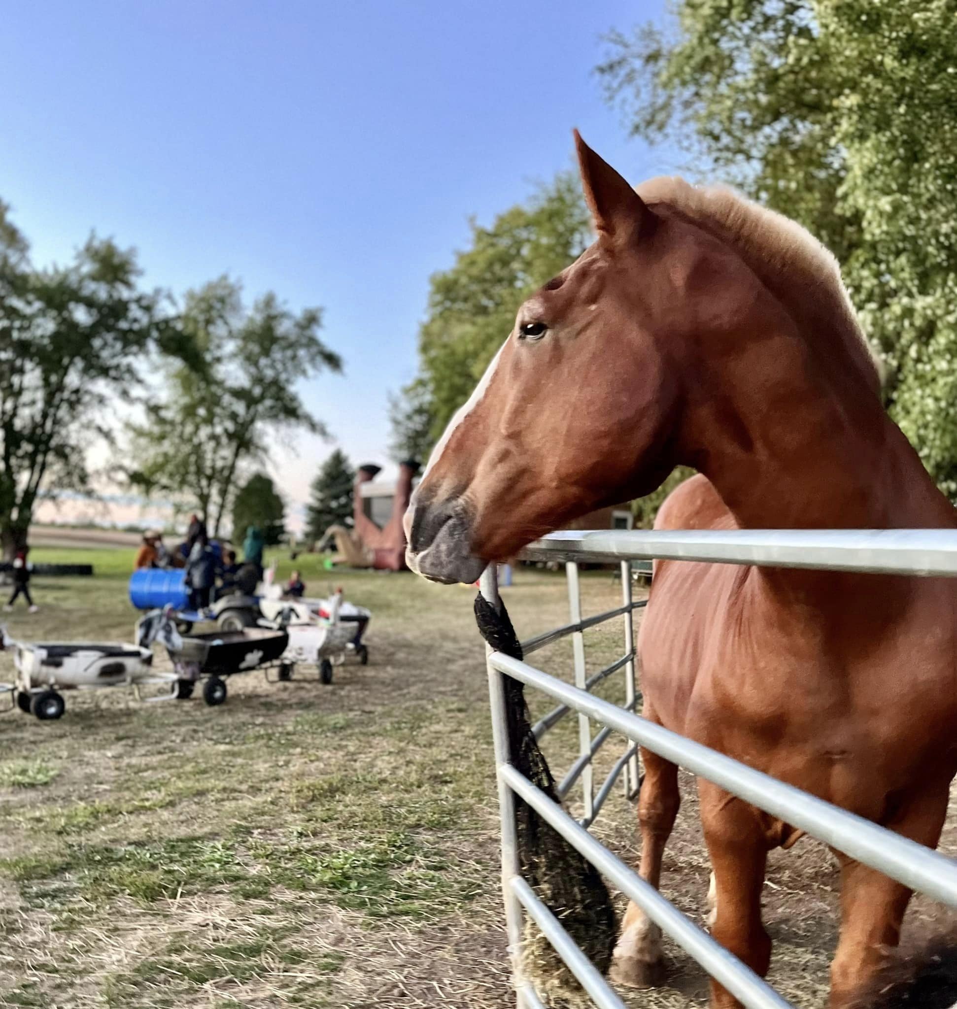 horseback riding ohio, pony farms near me, horseback riding services near me, horse riding service near me, pony ride service, horseback riding columbus oh
