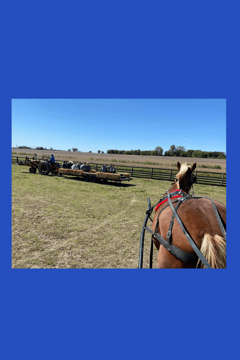 fall happy birthday, fun day, renting a pony, animals for birthday party, pony riding birthday party, petting zoo for parties, traveling petting zoo near me, oh