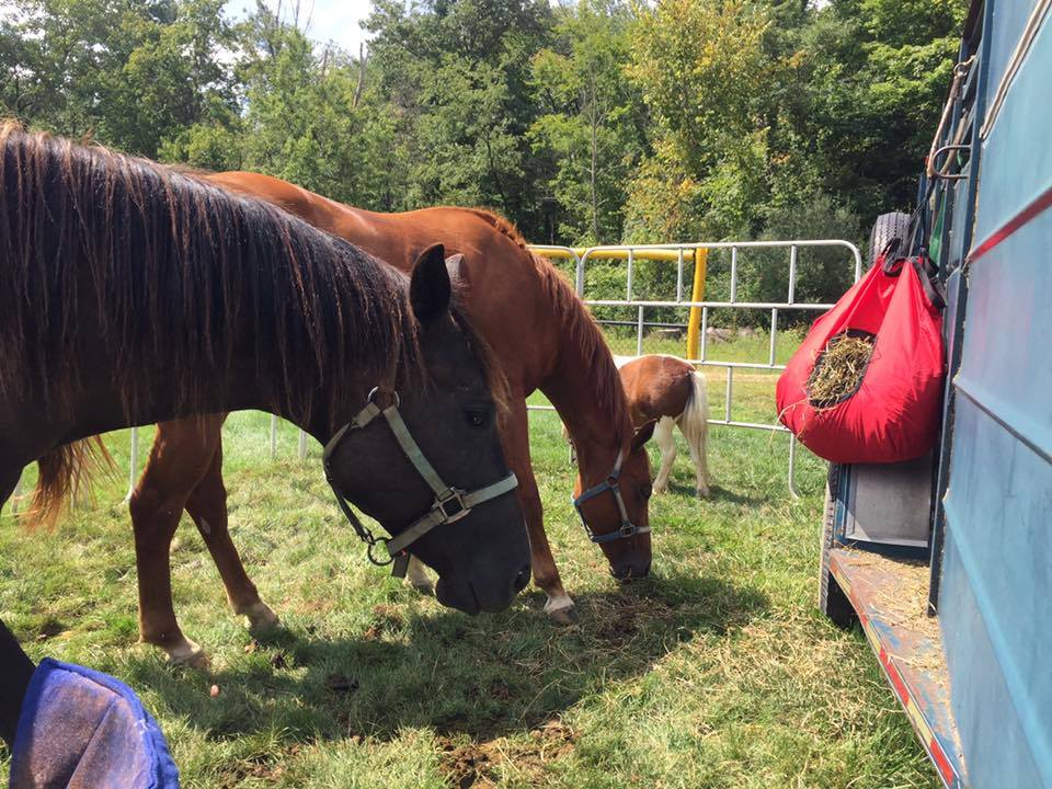 pony ride near me, horse fun, pony rentals near me, ride a horse near me, ohio horseback riding, farms with horses near me, trail ride on horses, petting zoo