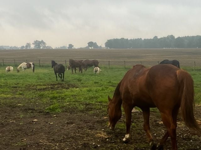 Christmas carriage ride, carriage rides, elopements, weddings, photgorapher pass, farm venue, farm tour, horse party, pony party, petting zoo, ohio, grove city